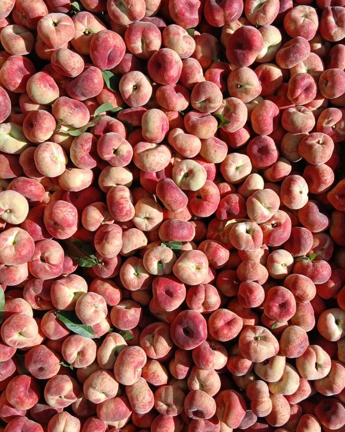 Paraguayos fruta